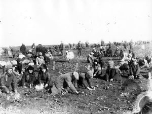 Lapset kaivavat jäätyneitä perunoita yhteiseltä pellolta vuonna 1933.